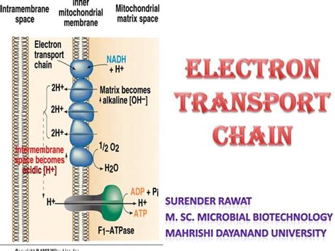 electron transport chain slideshare